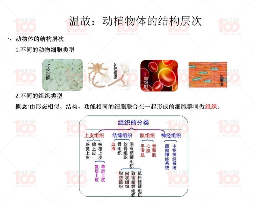 最新2024高中生物高一暑假班初高衔接视频课程+学习资料可打印/高一/生物/学霸100